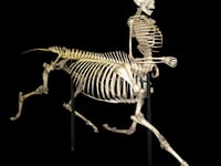 
Abergavenny man claims he met a real-life centaur 