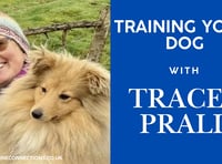 Training your dog with Tracey Prall 