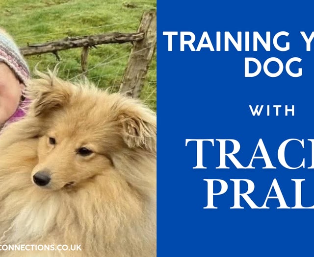 Dog trainer Tracey Prall's top tips for a stress free house move