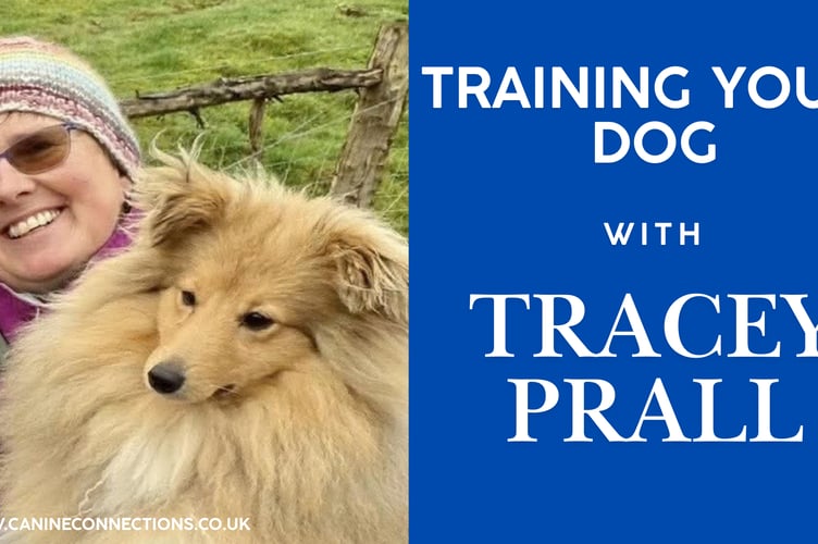 Train your dog with Tracey Prall heading