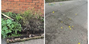 'Nip it in the bud' says Chronicle reader