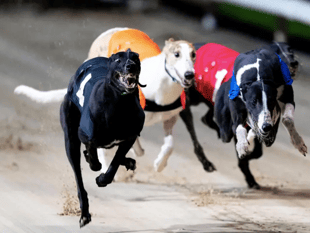 Greyhound racing banned in Wales