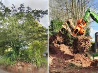Outrage over historic yew tree removal