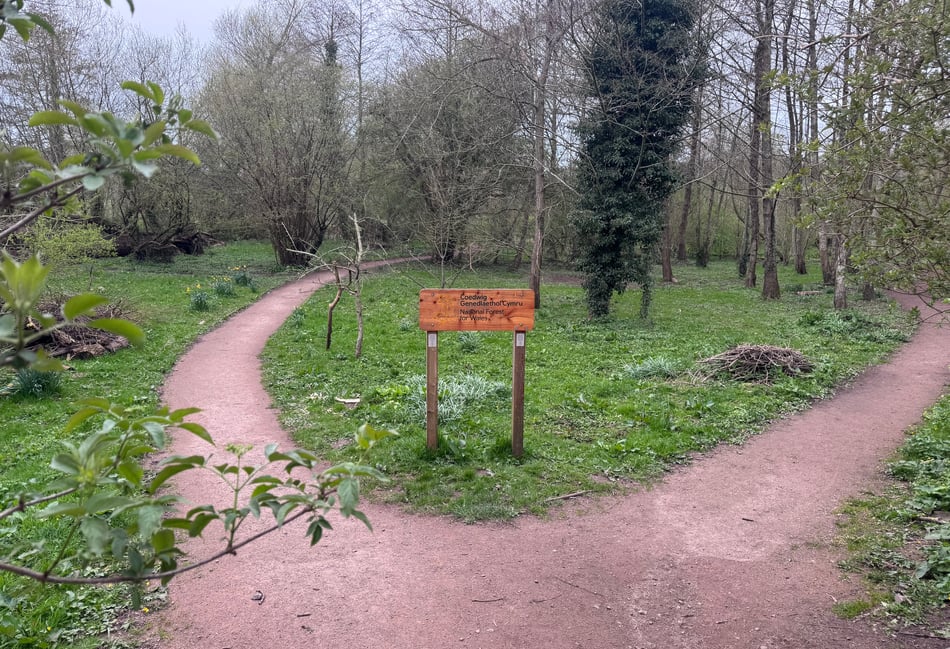 
Where have all the daffs from the Memorial Bank gone? 