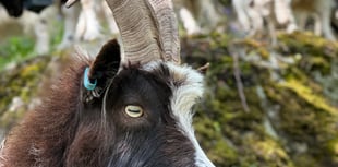 Raising the 'Baa' at Ironworks