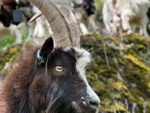 Raising the 'Baa' at Ironworks