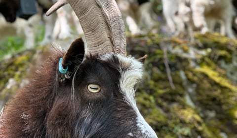 Raising the 'Baa' at Ironworks