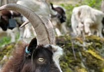 Blaenavon Ironworks to welcome four-legged friends 'setting the baa' for ecology