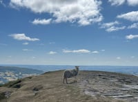 
What the ‘flock’ is going on?