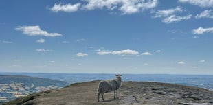 
What the ‘flock’ is going on?