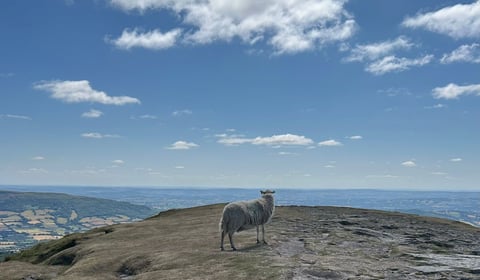 
What the ‘flock’ is going on?