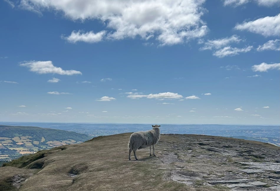 Ranger could be employed to round up stray sheep in Blaenavon