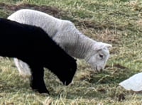 
WATCH: Lambs gets attacked by a plastic bag!