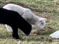 
WATCH: Lambs gets attacked by a plastic bag!