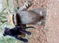 British big cats exhibition at Dean Heritage Centre