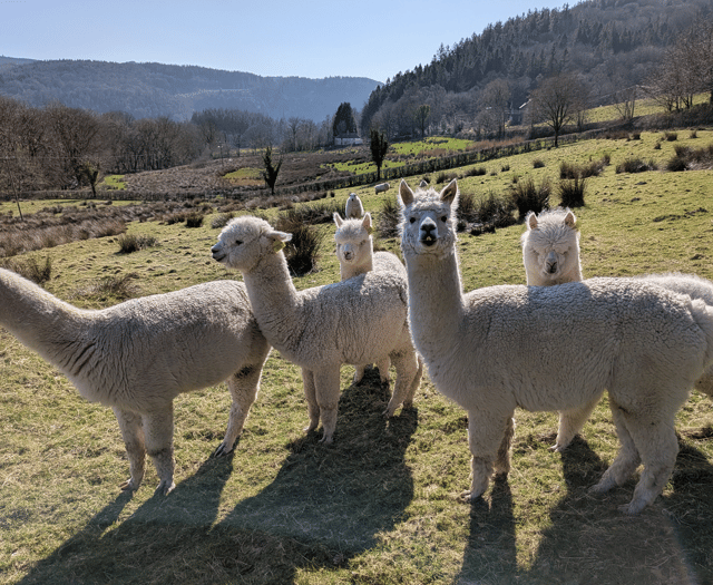 Alpaca and sheep poo secrets tested to help protect world’s grasslands