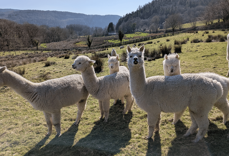 Alpaca and sheep poo secrets tested to help protect world’s grasslands