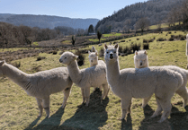 Discover the surprising role of alpaca and sheep poo.