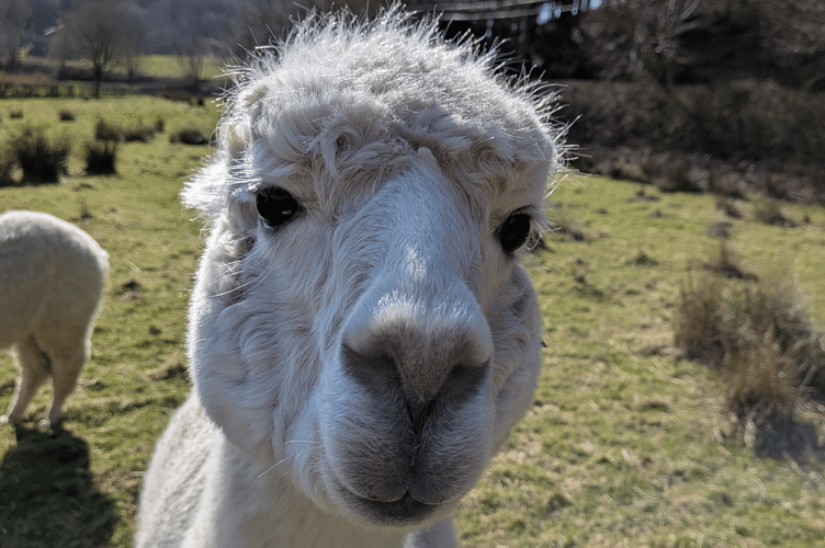Alpacas at Aberystwyth University’s Pwllpeiran Upland Research Centre