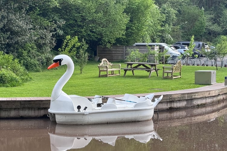 A white swan