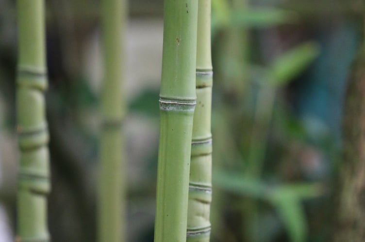 Bamboo canes