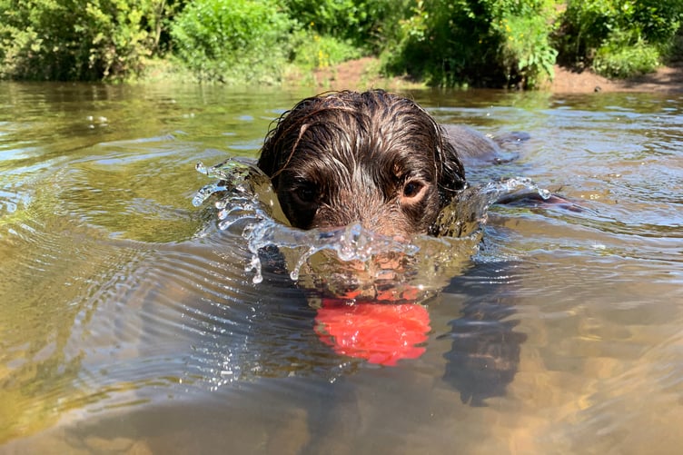 Spaniel