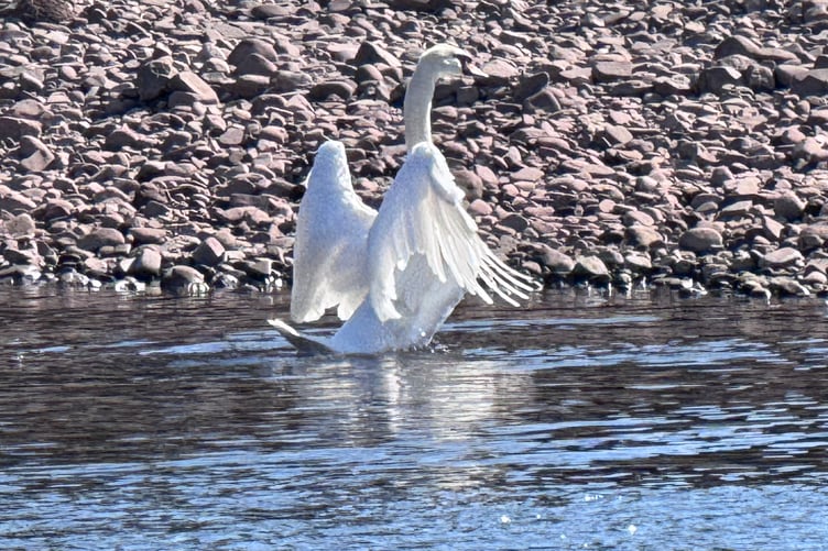 Swan
