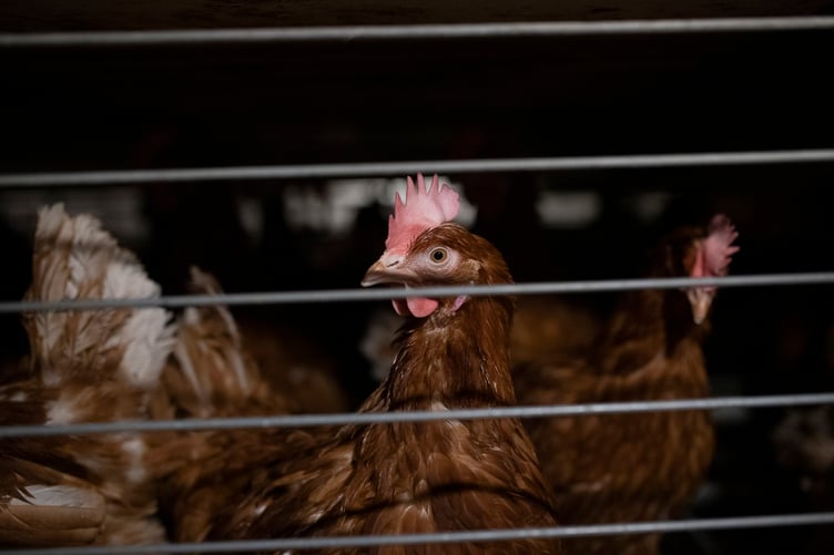 A hen