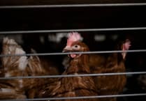 Reform member slams supermarket’s decision to ditch the brown eggs