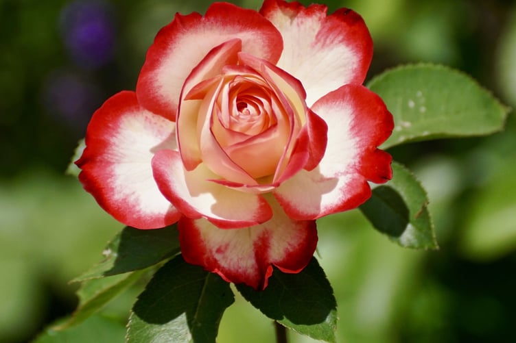 rose