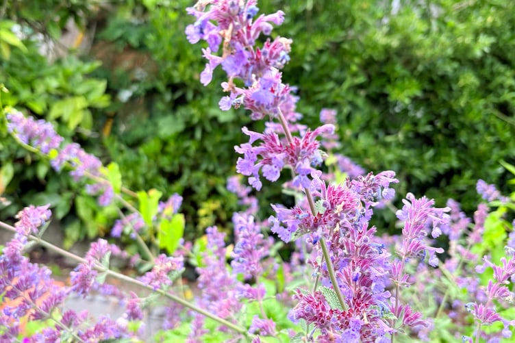 Catmint
