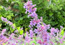 The Editor Writes: Why my garden is a paradise for the neighbourhood moggies
