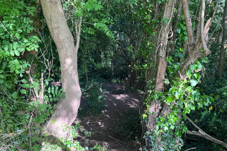 Woodland
