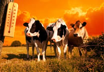 Heatwaves pose threat to livestock welfare
