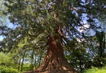 Is this the real-life inspiration for Treebeard from The Lord of the Rings?