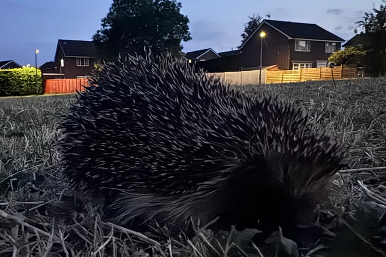 Hedgehog