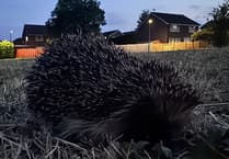 Close encounters of the prickly kind!