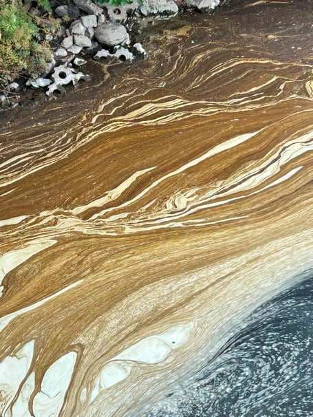 River usk algae llanfoist