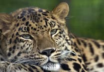 Loud roar heard in Govilon! Could it be a big cat?