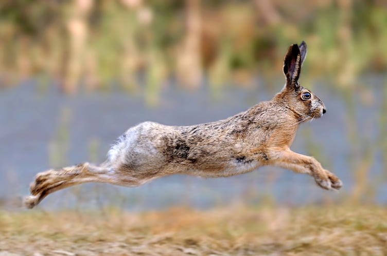 Hare coursing is illegal