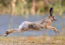 Nantyglo man among five accused of hare coursing