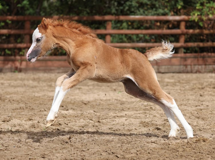 Ember rescued from the wildfire on Rhymney Common,
