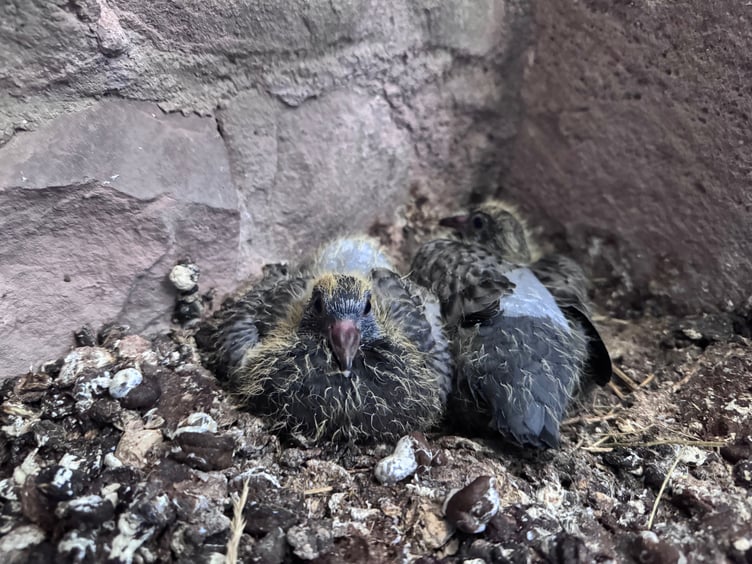 Pigeon chicks at Raglan Castle