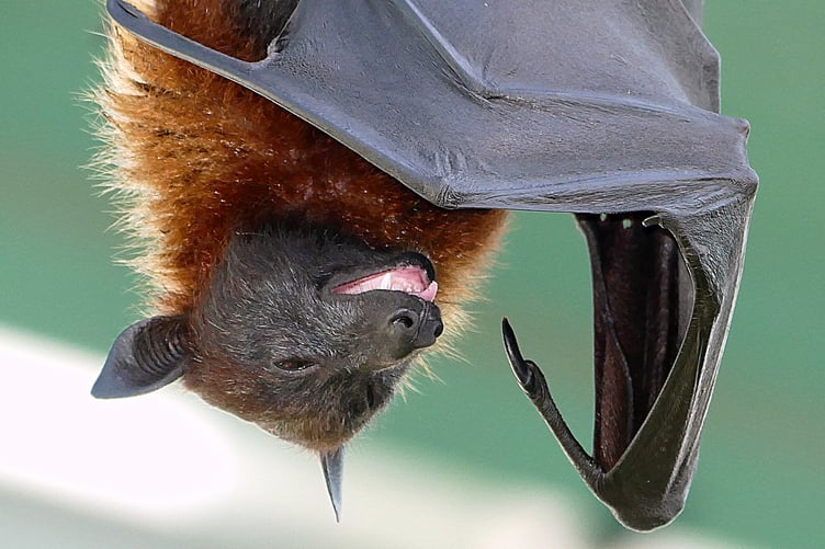Bat