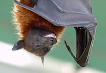 Richard Hammond claims “there’s room for the bats and me in Abergavenny”