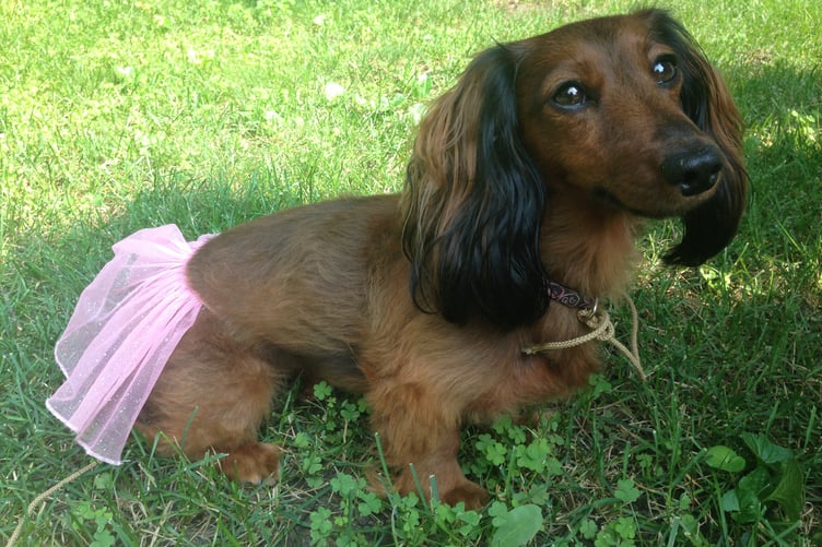 Dachshund in a tutu