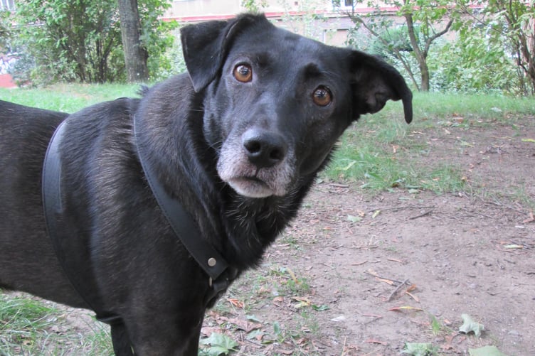 A black Labrador