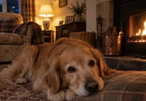 What happens when your pet insurance limit runs out?