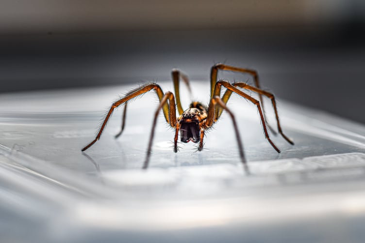 spider