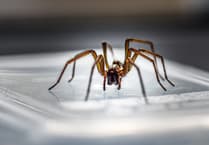 Spider season is here